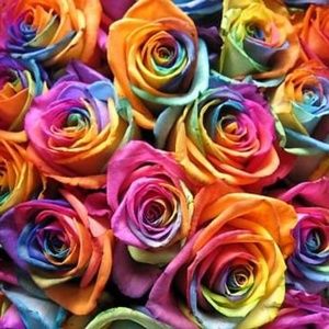 Meet your Posher, Bobbie